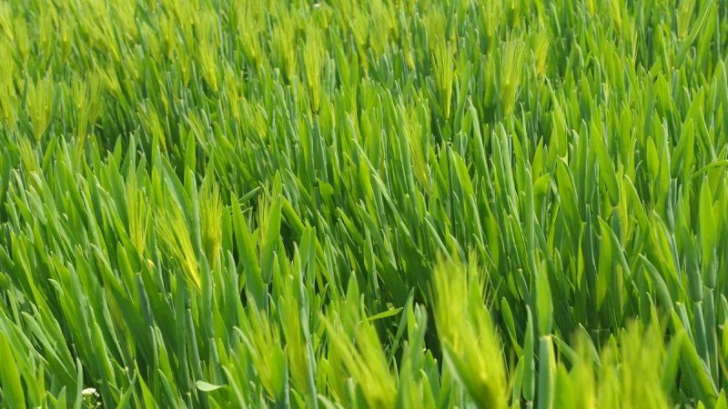 Guide to using wheat as a green manure in fall and spring