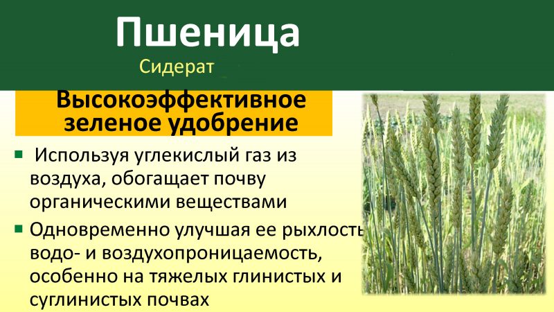 Guide to using wheat as a green manure in fall and spring