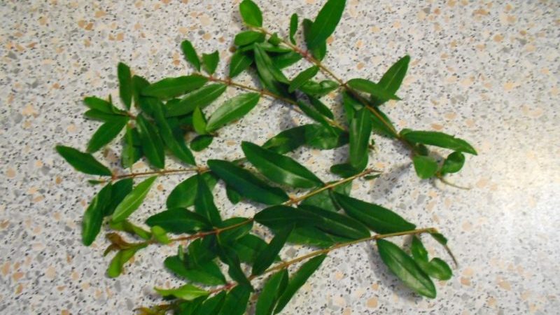 Step by step guide to propagating pomegranate cuttings at home
