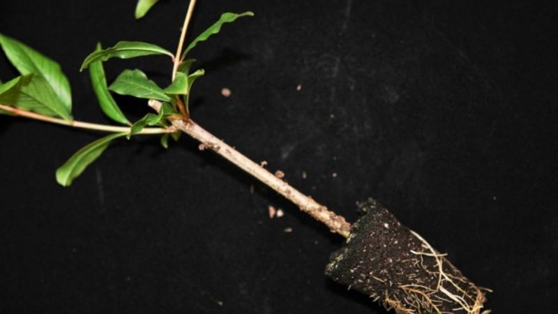 Step by step guide to propagating pomegranate cuttings at home
