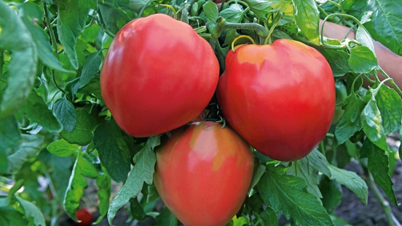 Varieties of varieties and hybrids of tomatoes and their characteristics