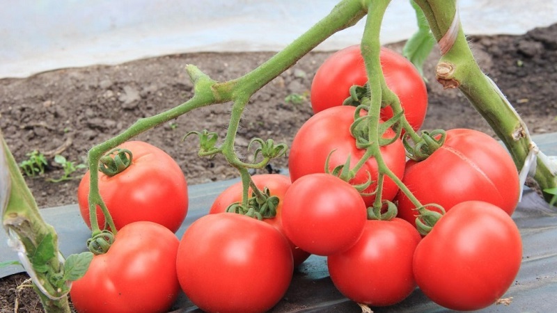 Varieties of varieties and hybrids of tomatoes and their characteristics