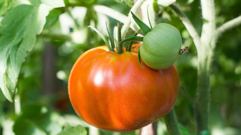 Varieties of varieties and hybrids of tomatoes and their characteristics