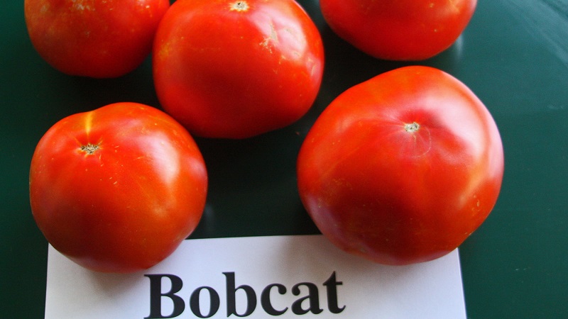Varieties of varieties and hybrids of tomatoes and their characteristics