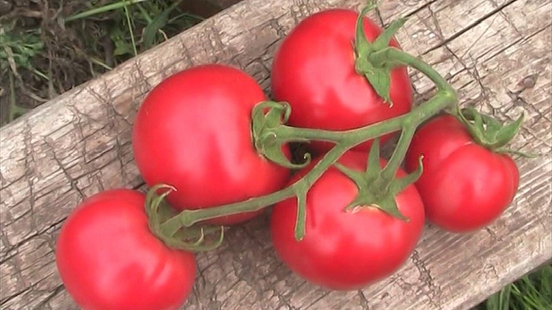 Varieties of varieties and hybrids of tomatoes and their characteristics