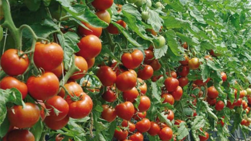 Varieties of varieties and hybrids of tomatoes and their characteristics