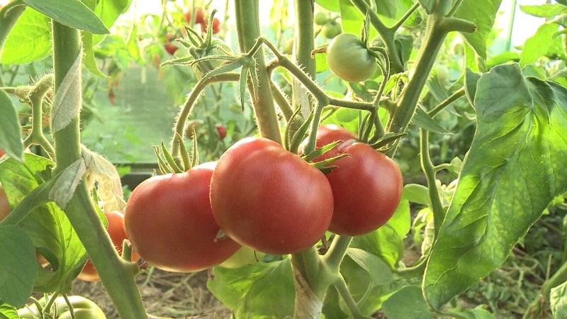 Varieties of varieties and hybrids of tomatoes and their characteristics