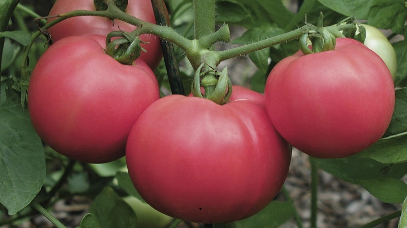 Varieties of varieties and hybrids of tomatoes and their characteristics