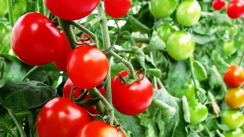 Varieties of varieties and hybrids of tomatoes and their characteristics