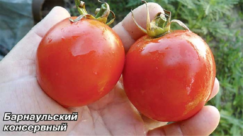 Varieties of varieties and hybrids of tomatoes and their characteristics
