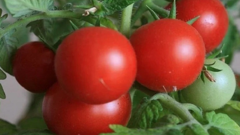 Varieties of varieties and hybrids of tomatoes and their characteristics