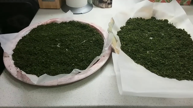 A step-by-step guide to fermenting currant leaves for tea at home