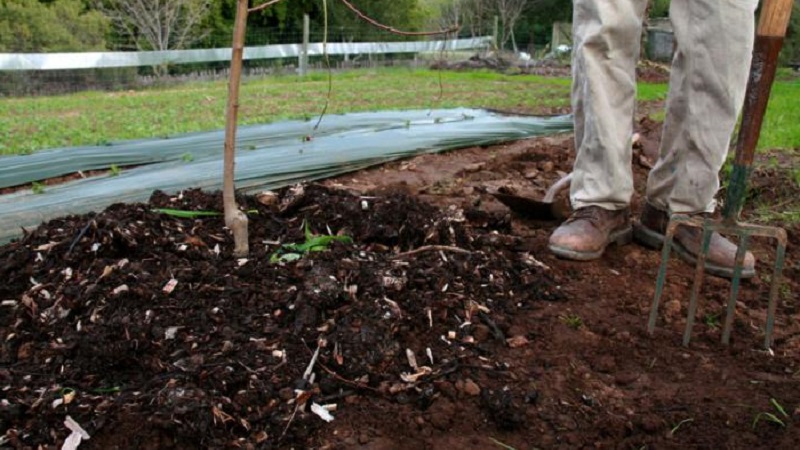 A beginner's guide to feeding pears in the fall