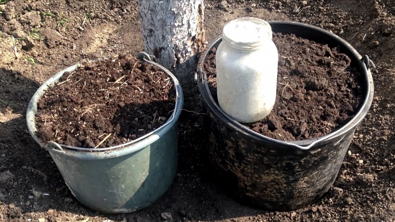 A beginner's guide to feeding pears in the fall