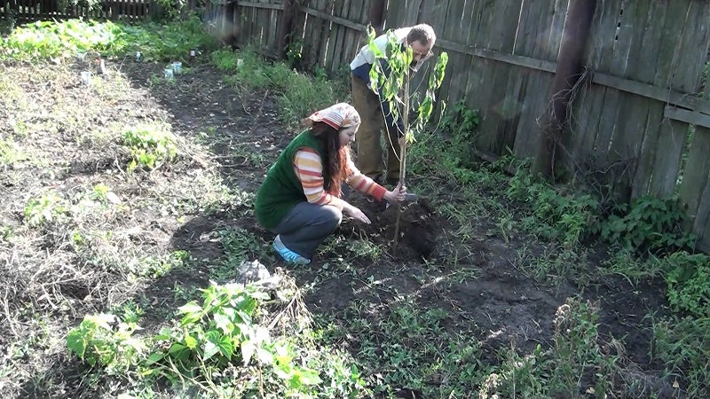 A beginner's guide to planting apricots in the fall