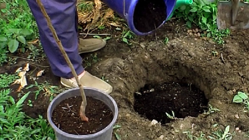 A beginner's guide to planting apricots in the fall