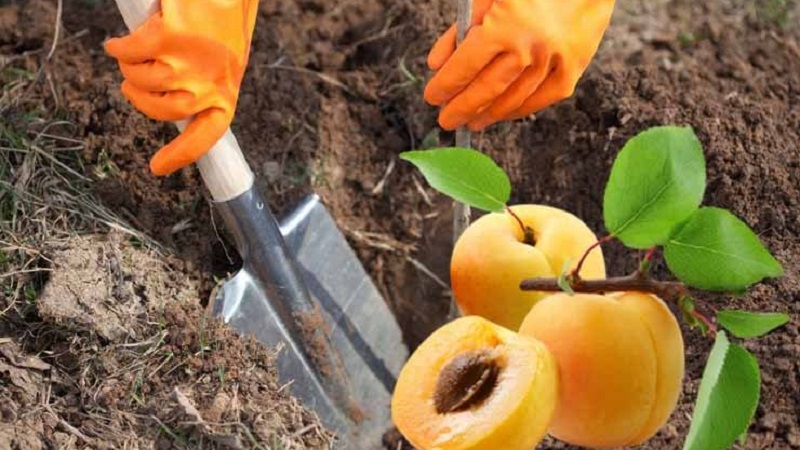 A beginner's guide to planting apricots in the fall