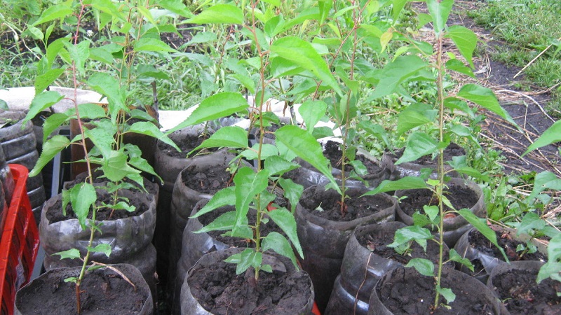A beginner's guide to planting apricots in the fall