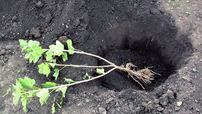 Fall currant planting guide for beginner gardeners