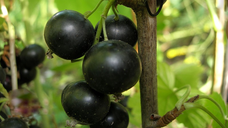 Fall currant planting guide for beginner gardeners
