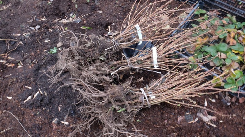 Fall currant planting guide for beginner gardeners