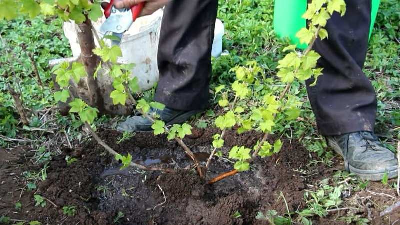 Fall currant planting guide for beginner gardeners