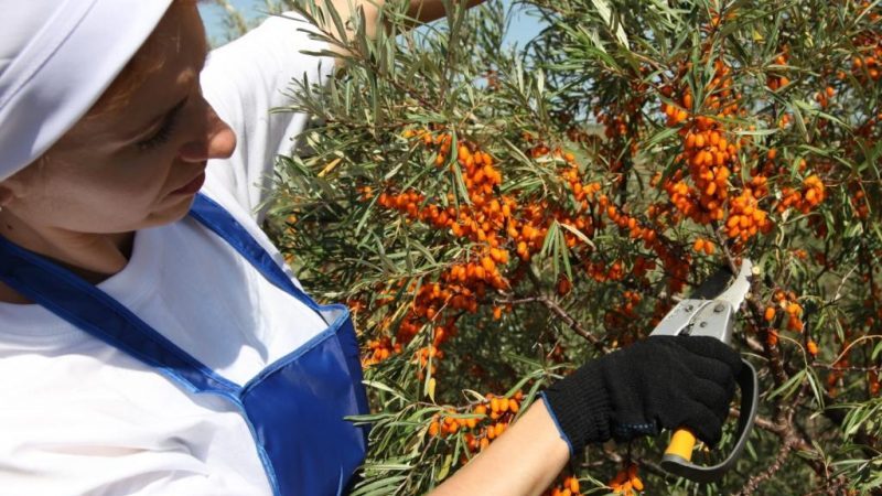 A step-by-step guide to pruning sea buckthorn in the fall