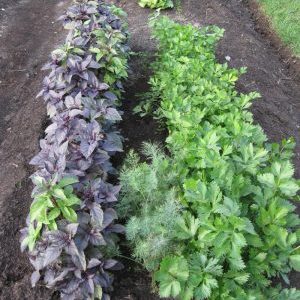 Plant compatibility: what to plant next to basil and why it is important