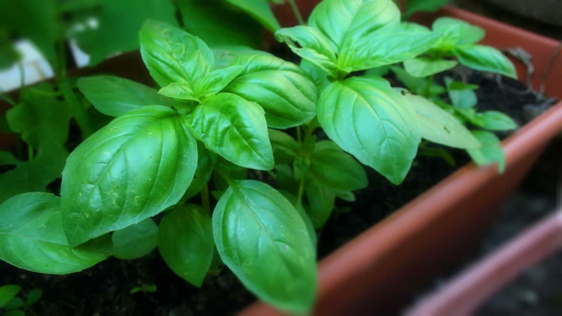 Vegetable garden all year round: is it possible to plant basil before winter and how to do it right