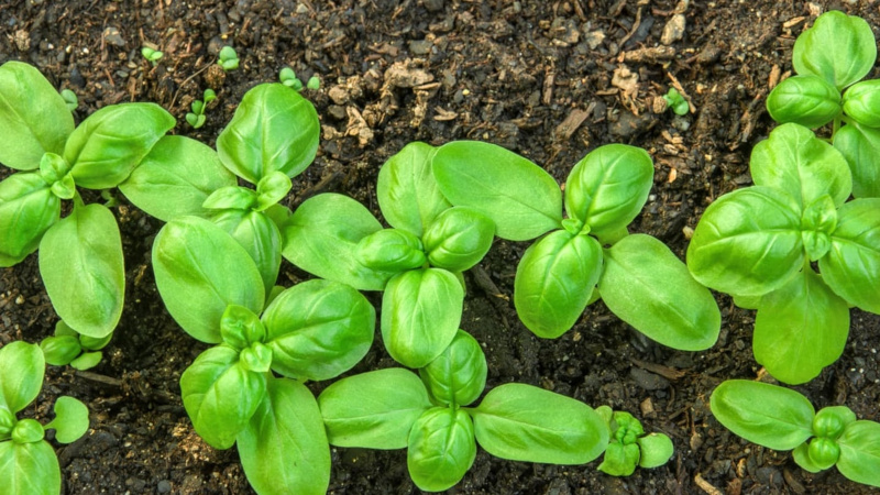 Vegetable garden all year round: is it possible to plant basil before winter and how to do it right