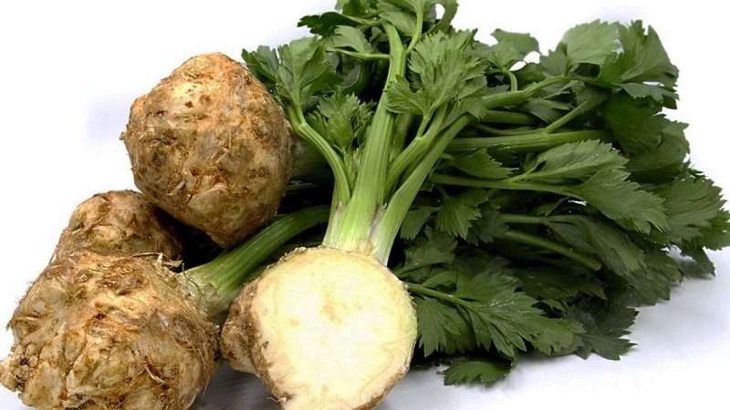 Celery: what it tastes like, what it looks like and how to use it correctly