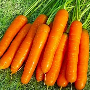 Sweet mid-season carrot of Nantes 4