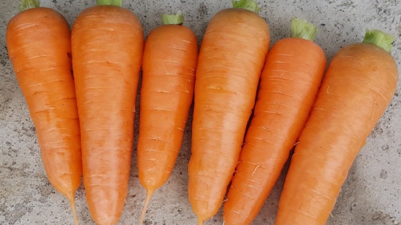 Sweet mid-season carrot of Nantes 4