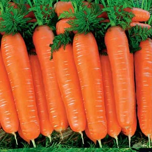 Sweet mid-season carrot of Nantes 4