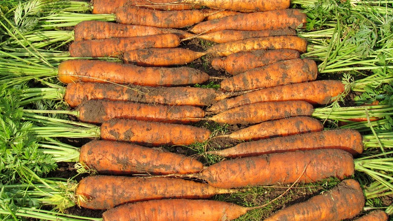 The best varieties of carrots - photos and detailed descriptions, reviews