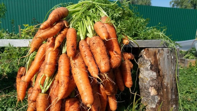 Sweet mid-season carrot of Nantes 4