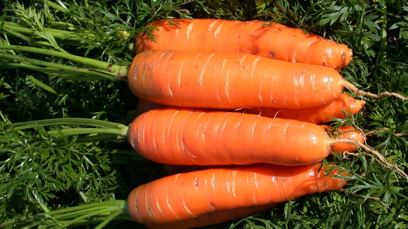 Sweet mid-season carrot of Nantes 4
