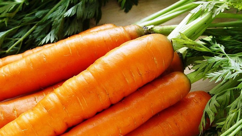 Sweet mid-season carrot of Nantes 4
