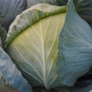 Review of the variety of white cabbage Dominanta f1