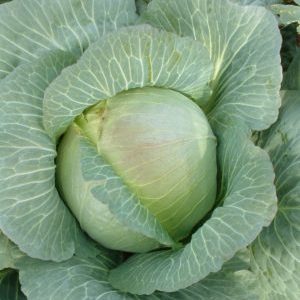 Overview of the Kharkov winter cabbage variety: reviews, characteristics and cultivation features