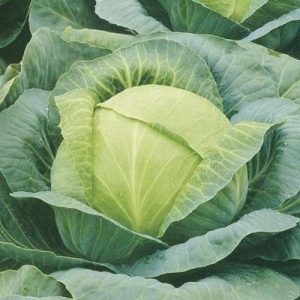 Overview of the Kharkov winter cabbage variety: reviews, characteristics and cultivation features