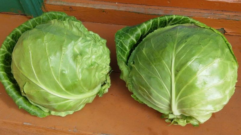 Overview of the Kharkov winter cabbage variety: reviews, characteristics and cultivation features