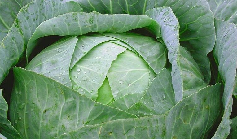 Characteristics and description of the cabbage variety Wintering: photos, reviews and features of agricultural technology