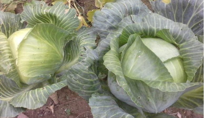 Characteristics and description of the cabbage variety Wintering: photos, reviews and features of agricultural technology
