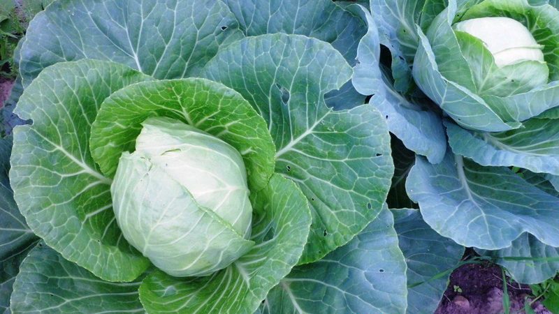 Characteristics and description of the cabbage variety Wintering: photos, reviews and features of agricultural technology