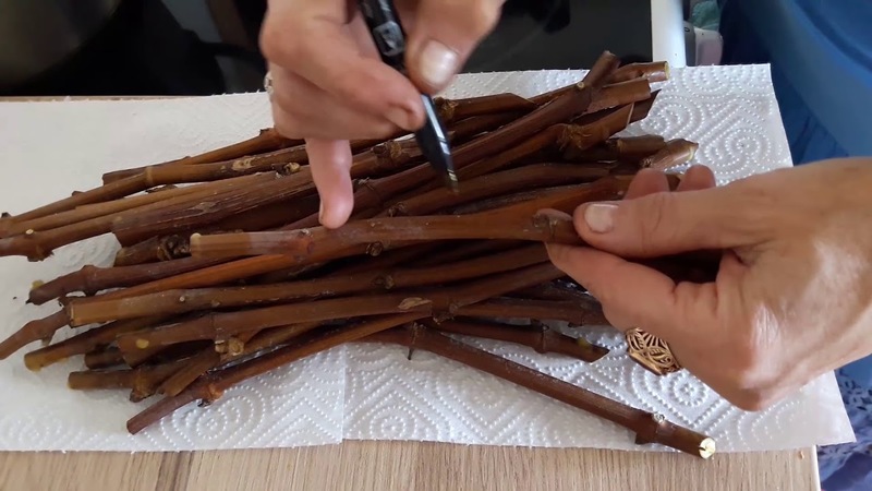 Proven ways to store grape cuttings in winter and check them before planting