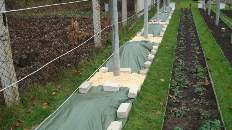 What are the ways to hide grapes for the winter in the middle lane