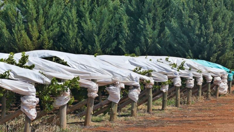 What are the ways to hide grapes for the winter in the middle lane