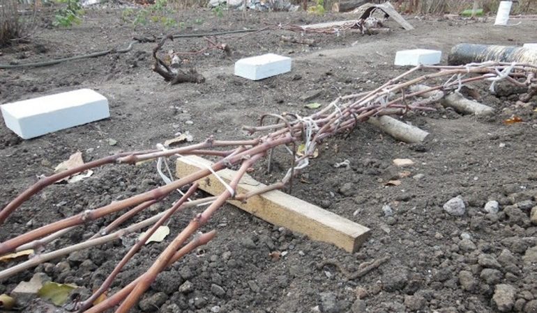 What are the ways to hide grapes for the winter in the middle lane