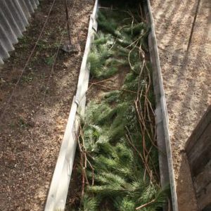 What are the ways to hide grapes for the winter in the middle lane